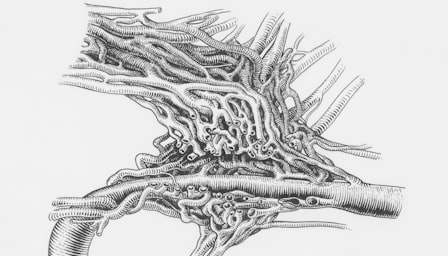 Circulatory System Anatomy