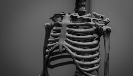 Human Anatomy