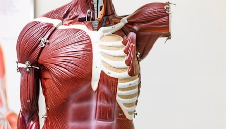 Muscle Anatomy